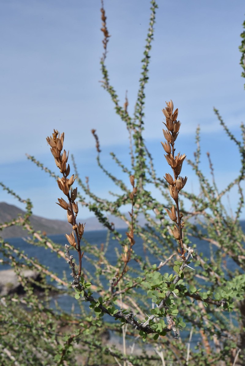Fouquieria burragei photo 3