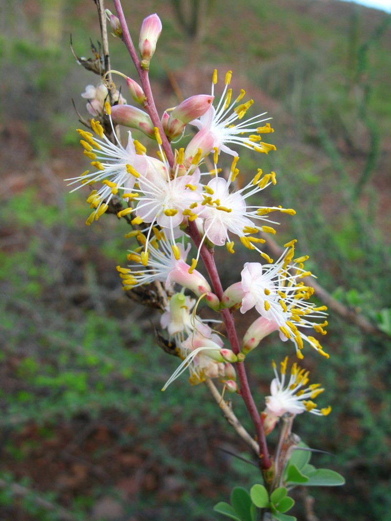Fouquieria burragei photo 4