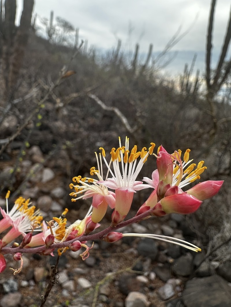 Fouquieria burragei photo 5