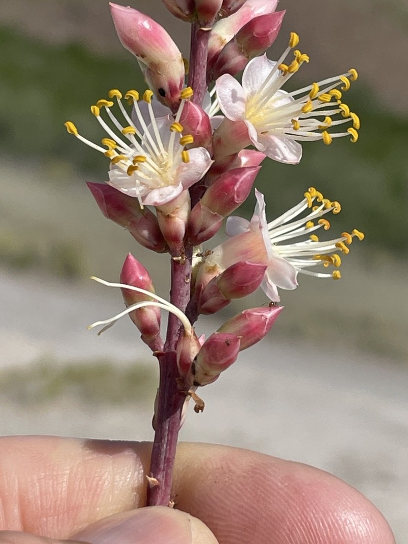 Fouquieria burragei photo 6