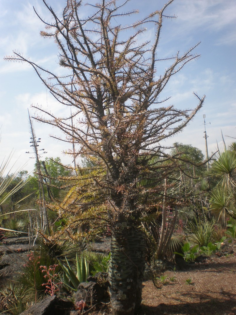 Fouquieria fasciculata