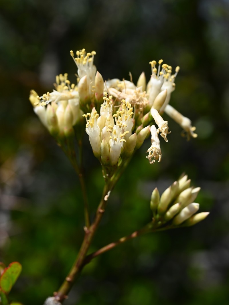 Fouquieria fasciculata photo 2