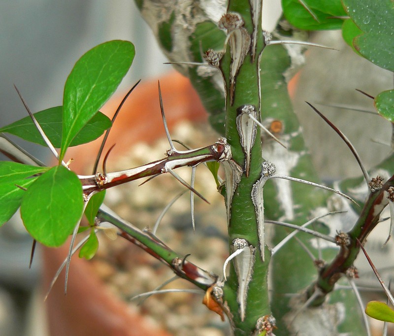 Fouquieria fasciculata photo 3