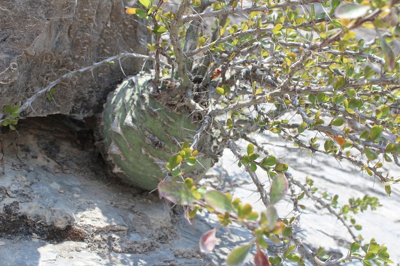 Fouquieria fasciculata photo 4