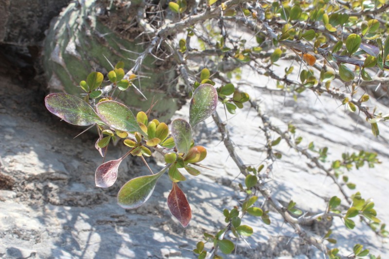 Fouquieria fasciculata photo 5