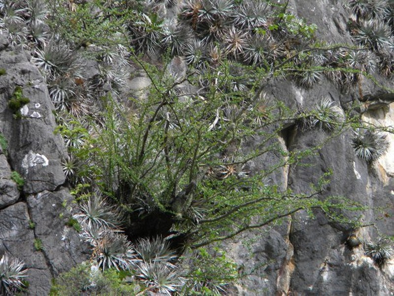 Fouquieria fasciculata photo 7