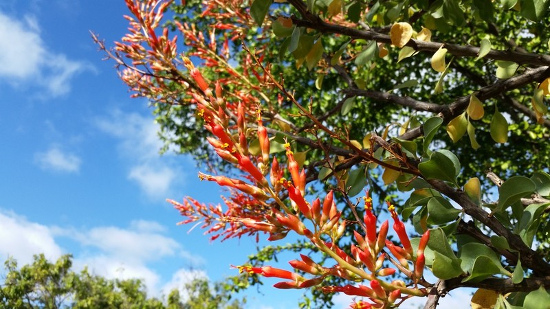 Fouquieria formosa