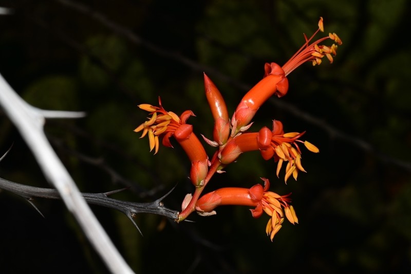 Fouquieria formosa photo 2