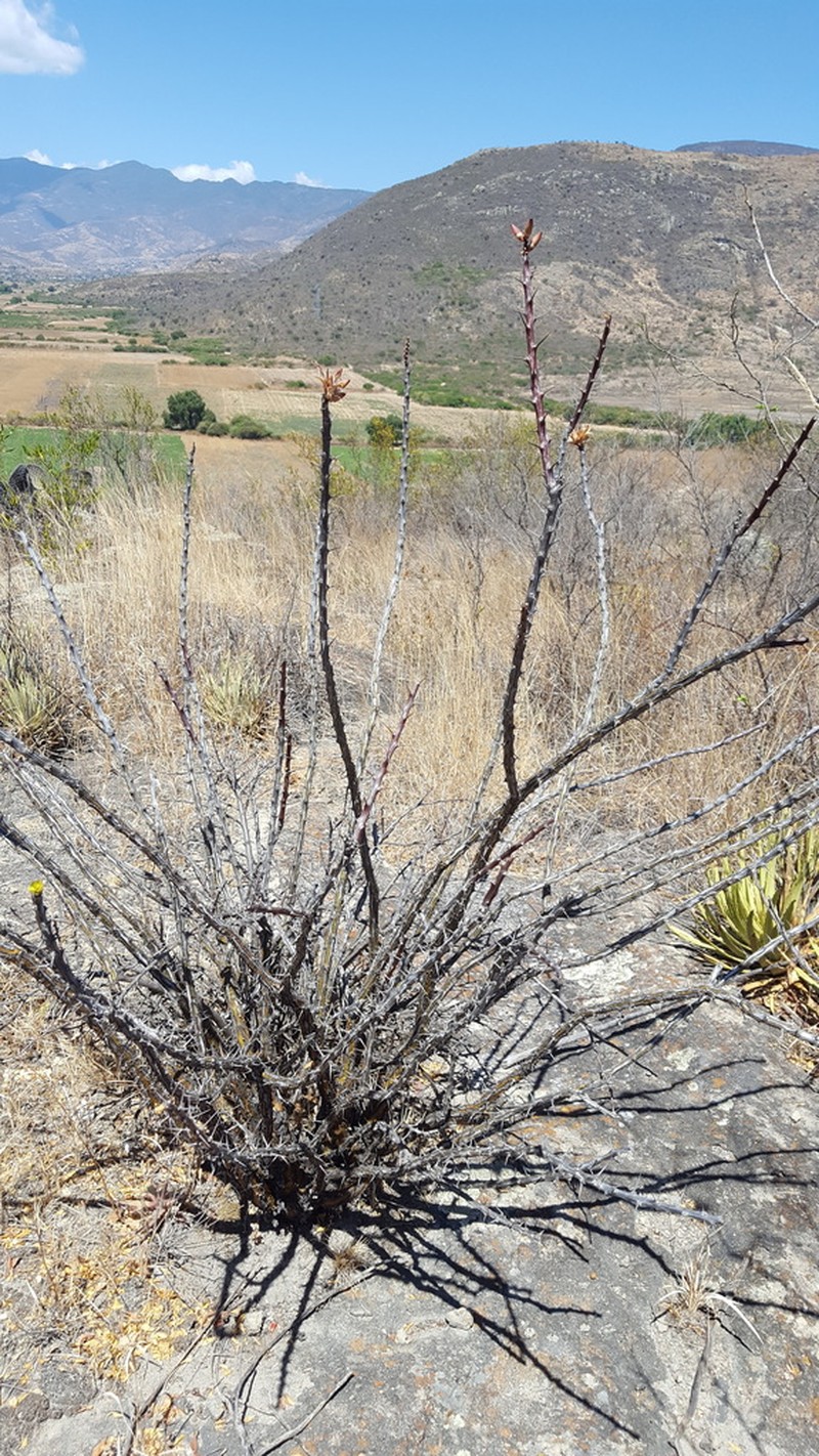 Fouquieria formosa photo 3