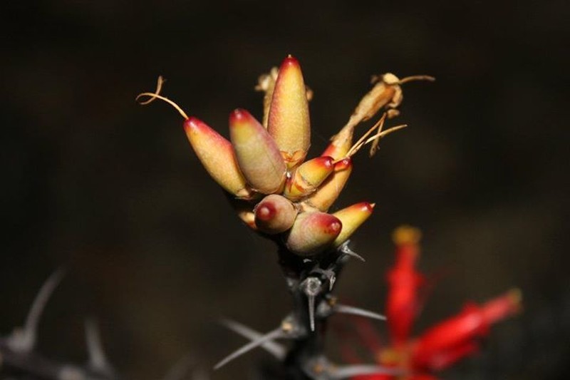 Fouquieria formosa photo 4