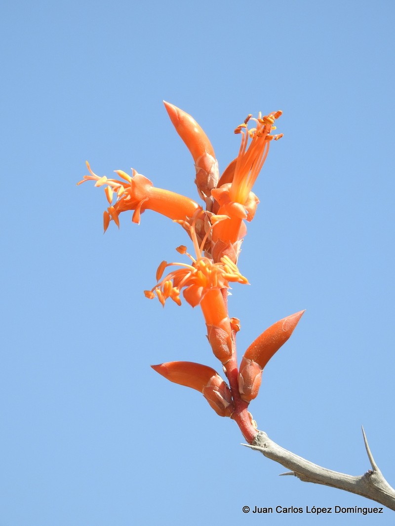 Fouquieria formosa photo 5