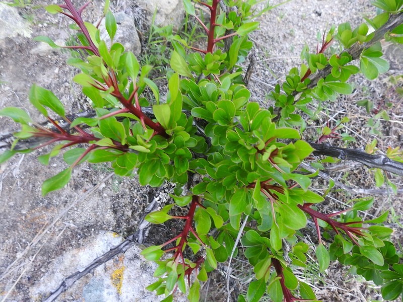 Fouquieria formosa photo 6