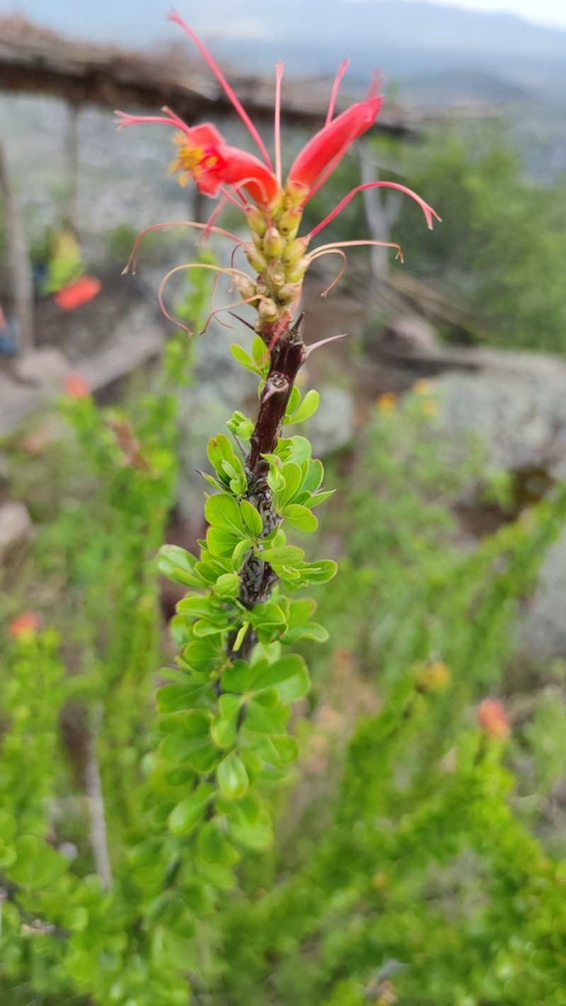 Fouquieria formosa photo 7