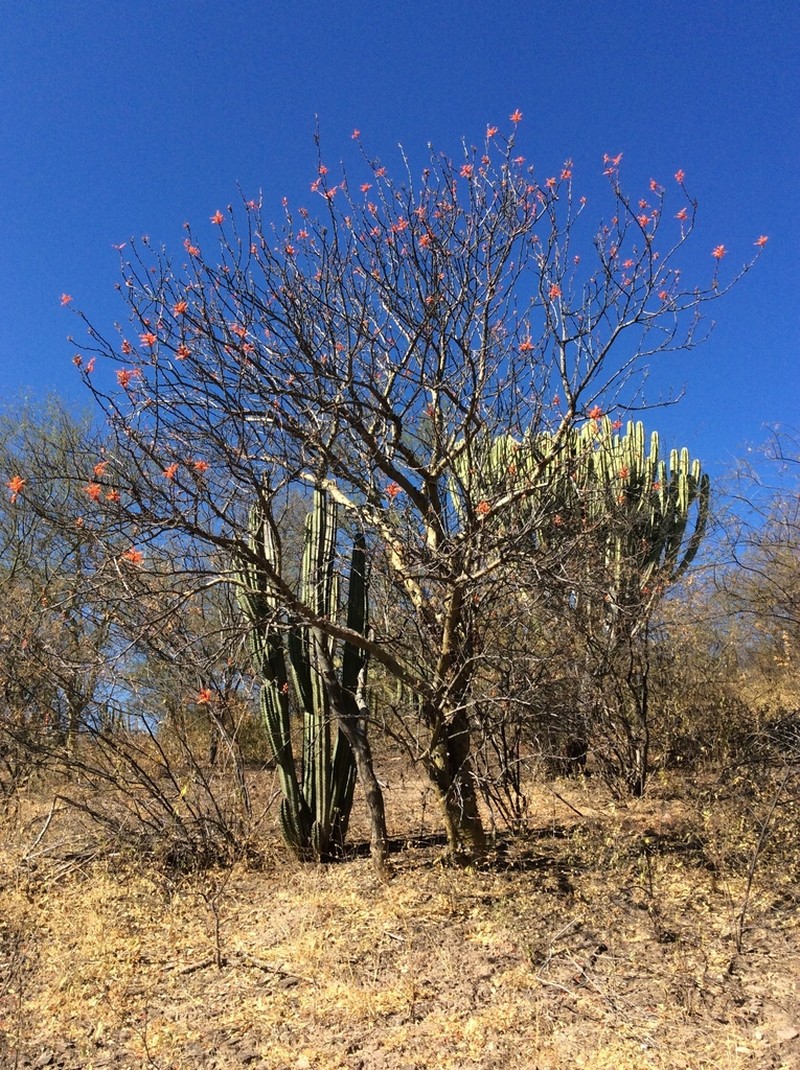 Fouquieria formosa photo 8