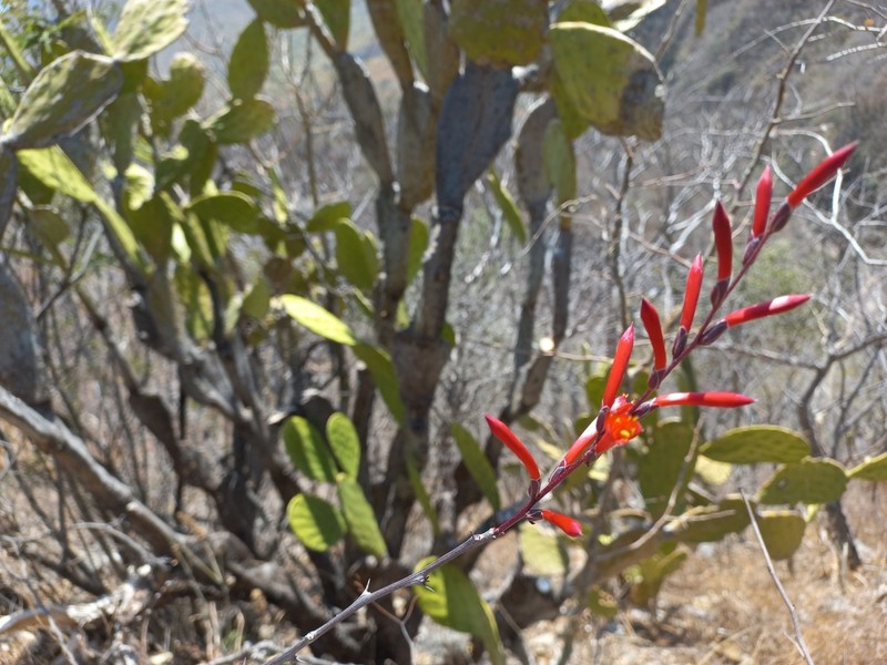 Fouquieria leonilae