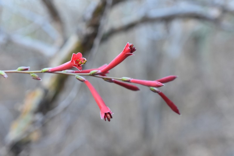 Fouquieria leonilae photo 3
