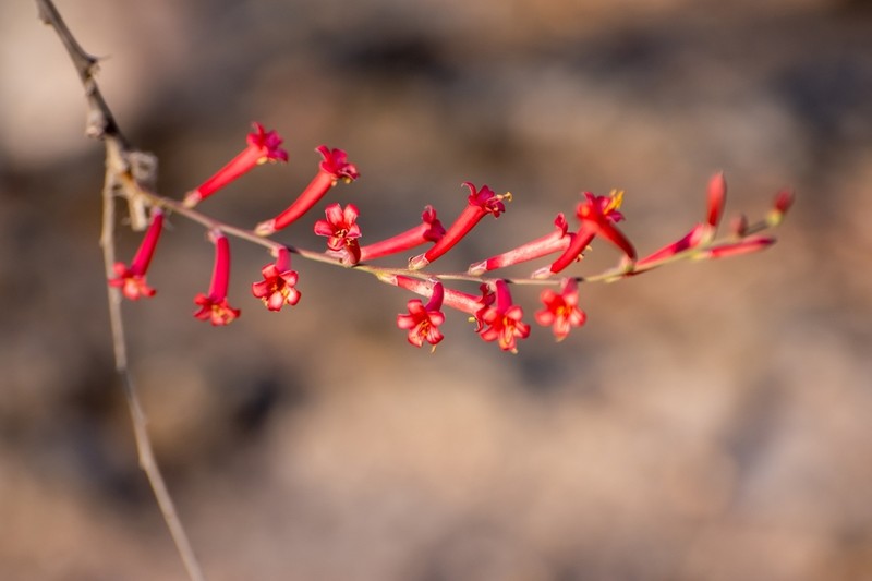 Fouquieria leonilae photo 6