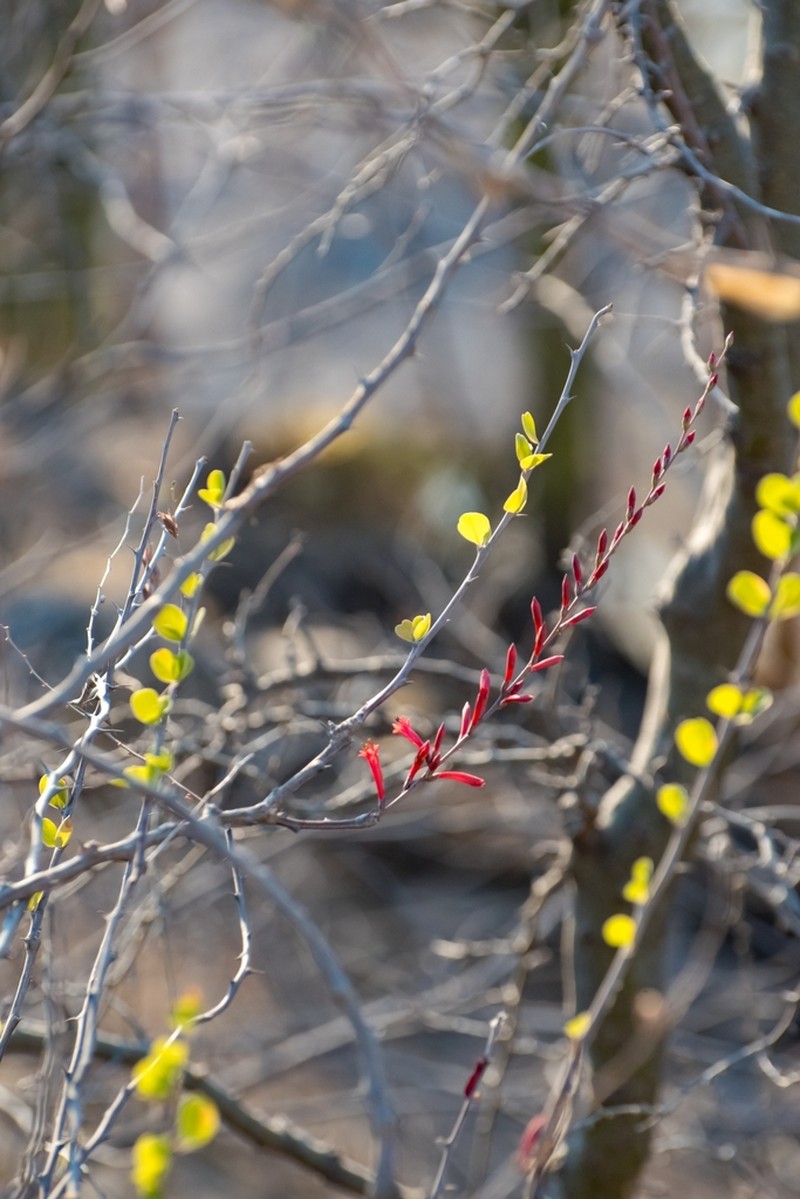 Fouquieria leonilae photo 8