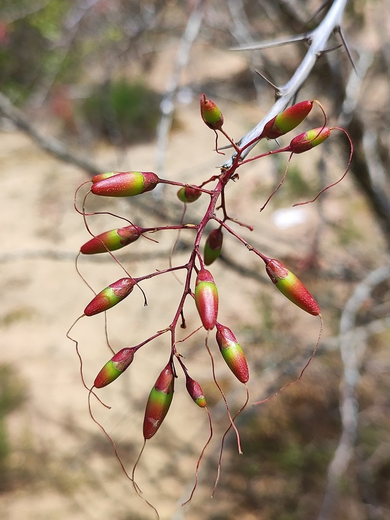 Fouquieria macdougalii photo 2