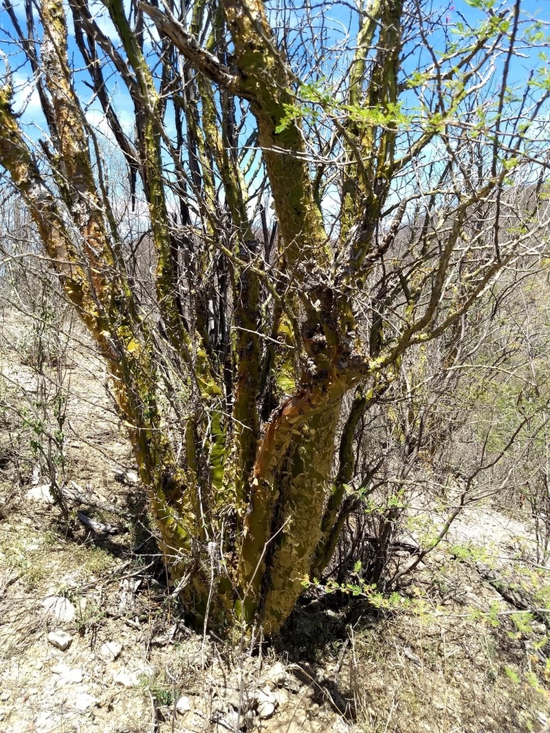Fouquieria macdougalii photo 4