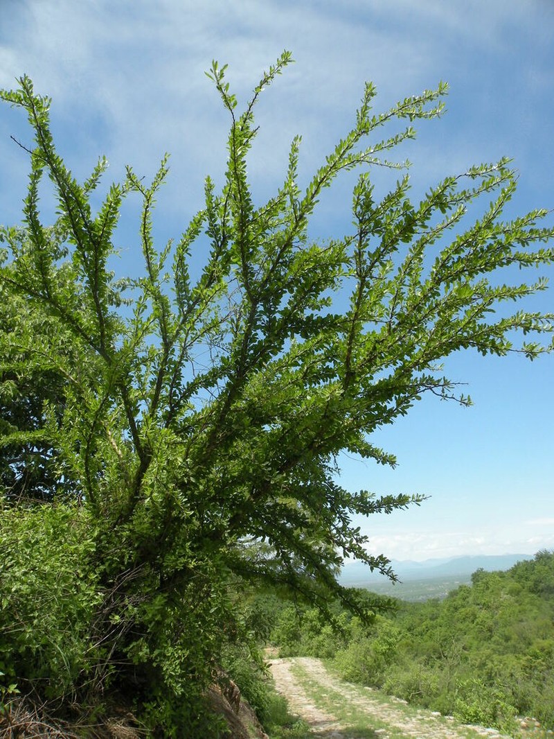 Fouquieria macdougalii photo 8