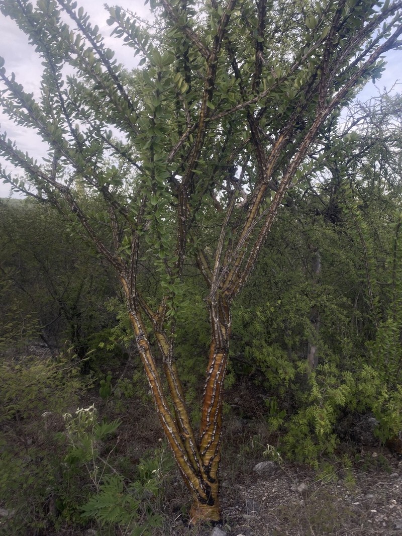 Fouquieria ochoterenae