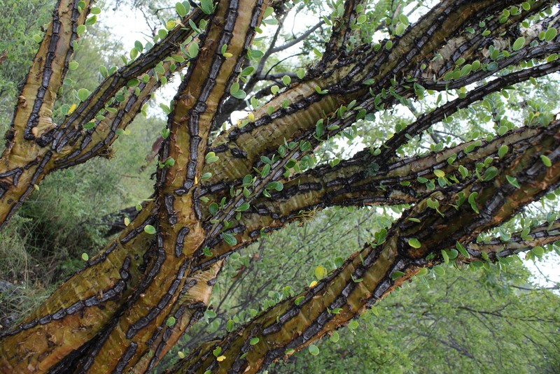 Fouquieria ochoterenae photo 3