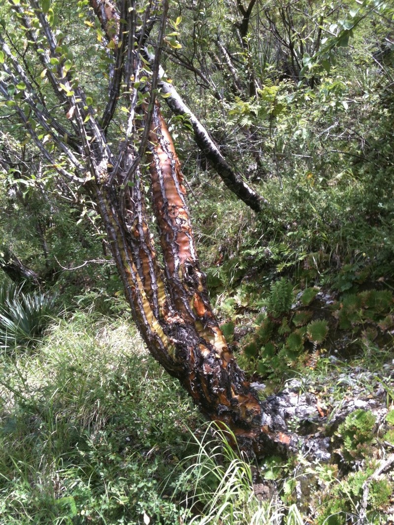 Fouquieria ochoterenae photo 5