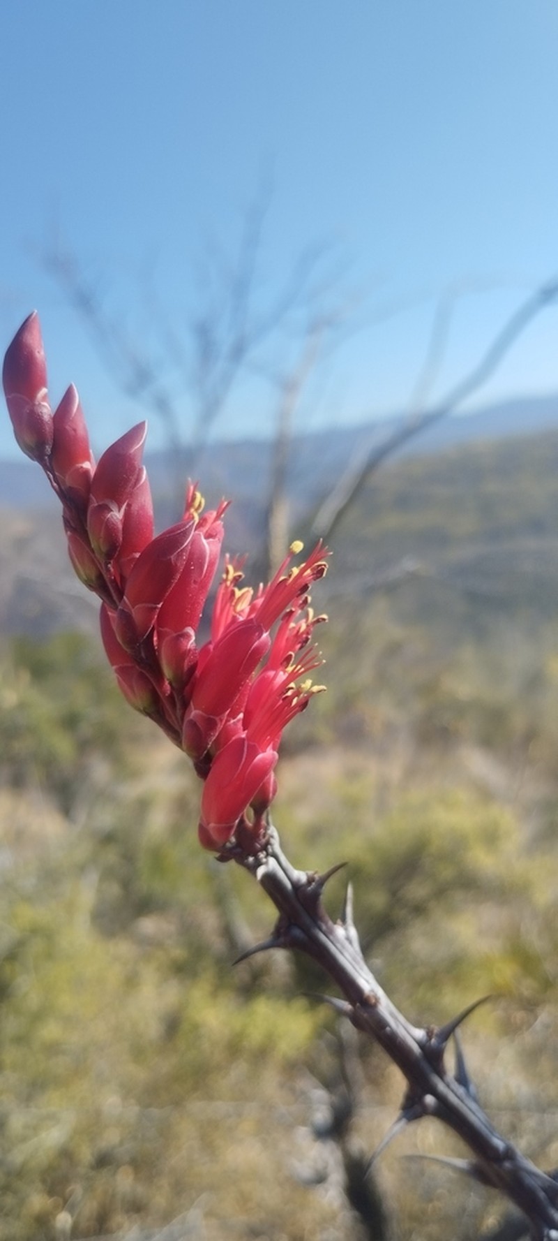 Fouquieria ochoterenae photo 8