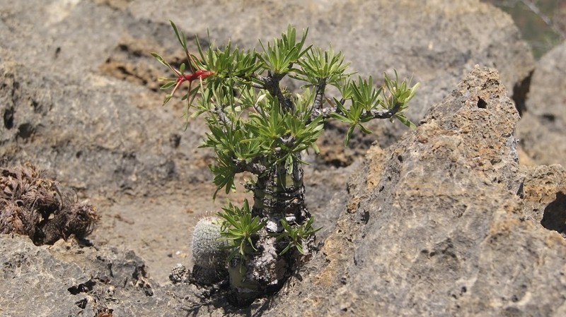Fouquieria purpusii