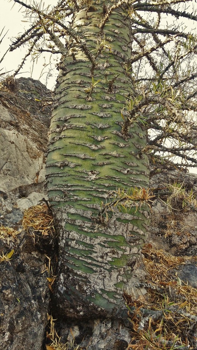 Fouquieria purpusii photo 2