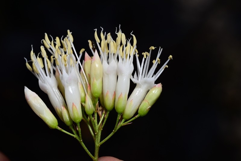 Fouquieria purpusii photo 3
