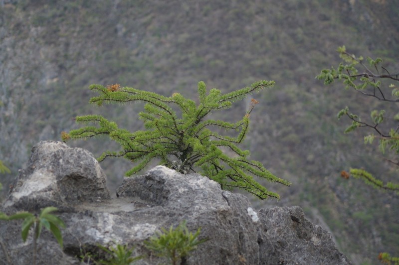 Fouquieria purpusii photo 5