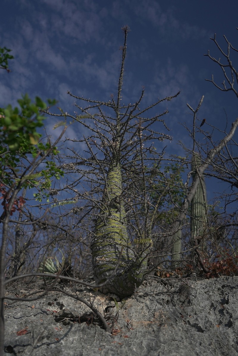 Fouquieria purpusii photo 6