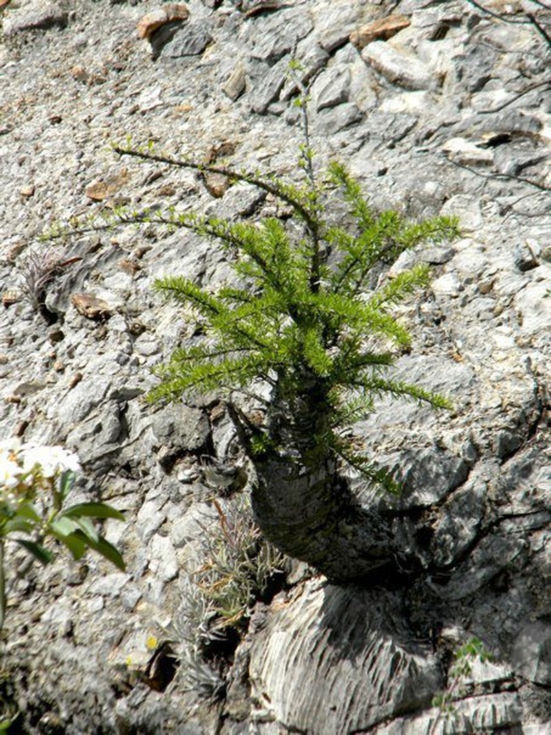 Fouquieria purpusii photo 7