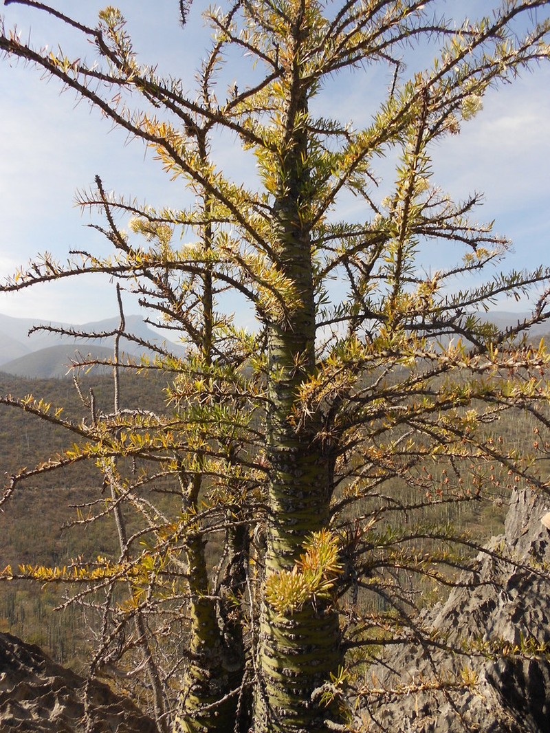Fouquieria purpusii photo 8