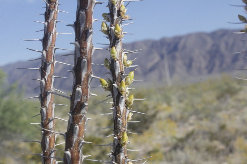 Fouquieria shrevei
