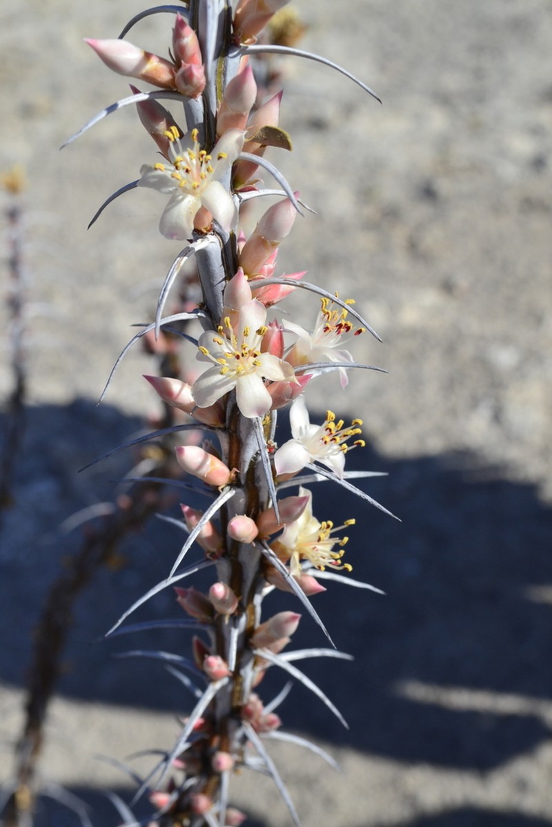 Fouquieria shrevei photo 3