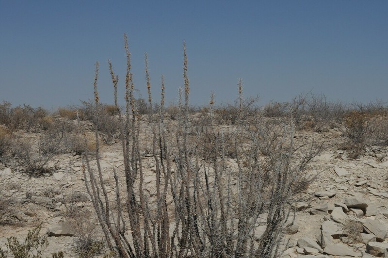 Fouquieria shrevei photo 5