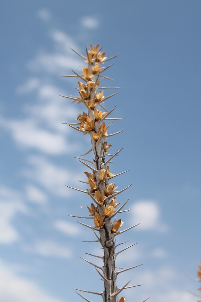 Fouquieria shrevei photo 6