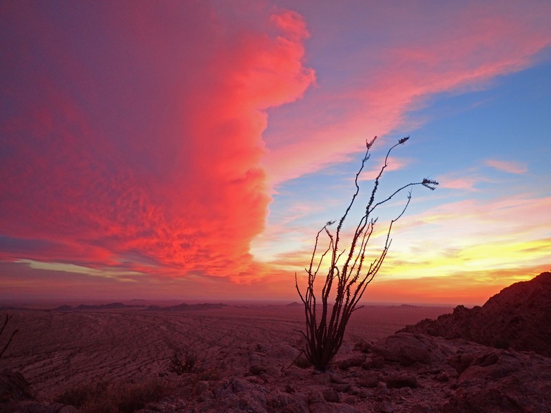 Ocotillo