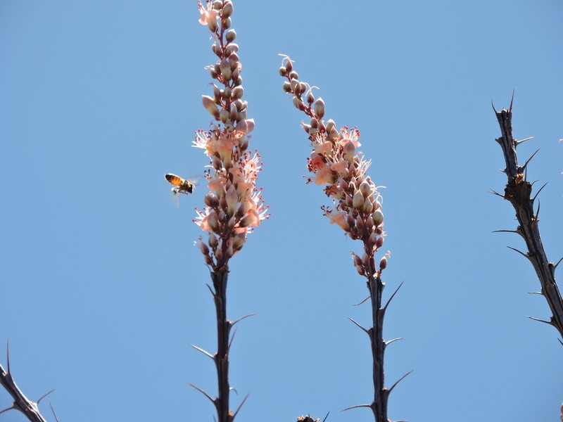Ocotillo photo 2
