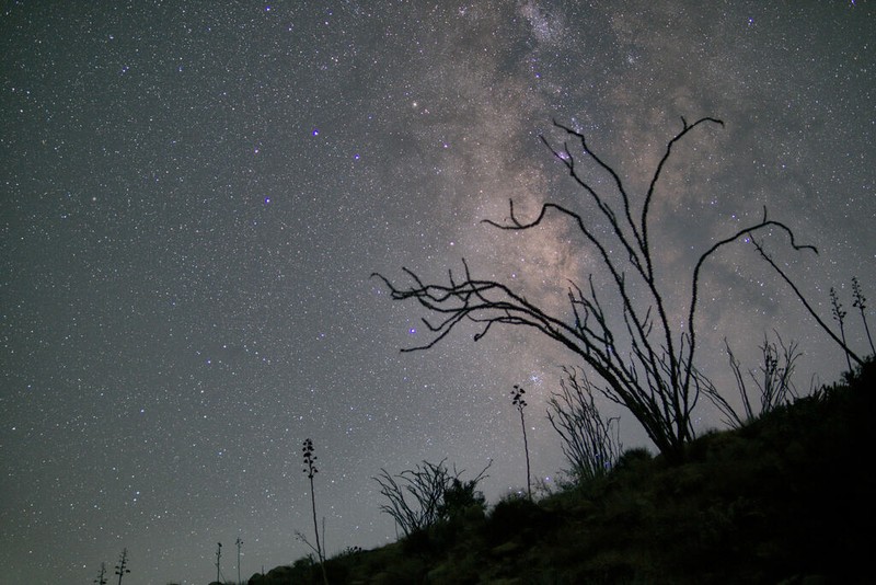 Ocotillo photo 3
