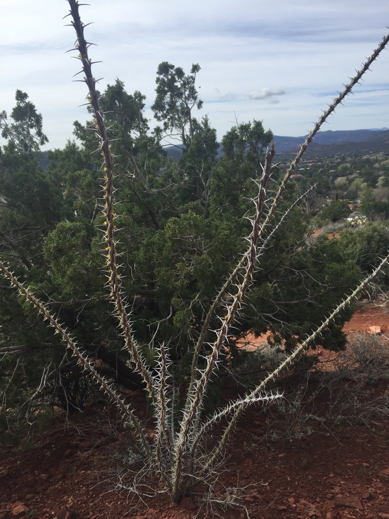 Ocotillo photo 5