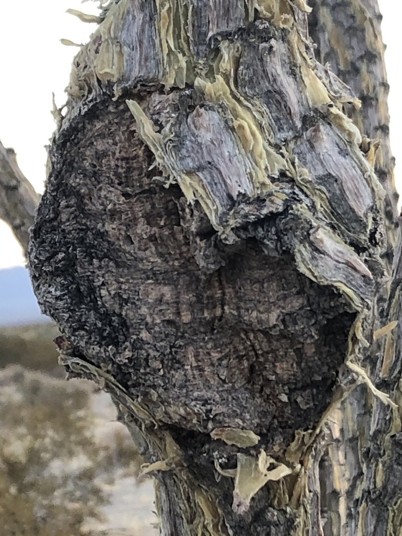 Ocotillo photo 6