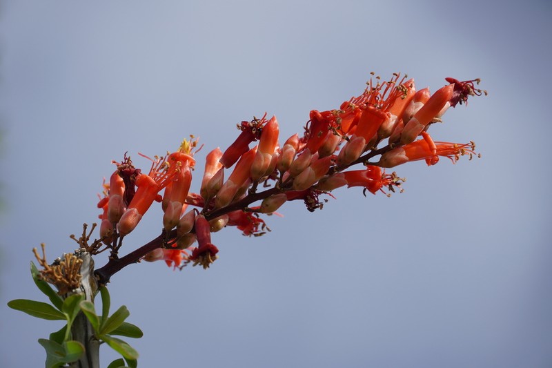 Ocotillo photo 7
