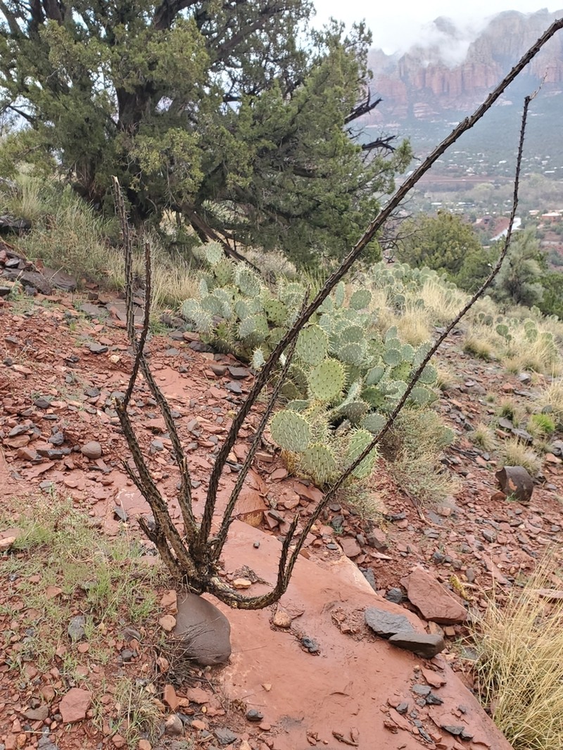 Ocotillo photo 8