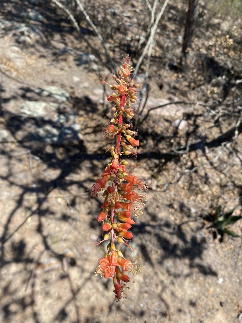Fouquieria splendens subsp. breviflora