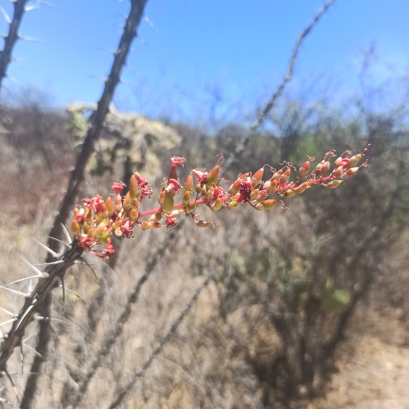 Fouquieria splendens subsp. breviflora photo 2