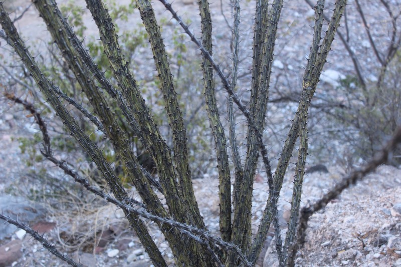 Fouquieria splendens subsp. breviflora photo 3